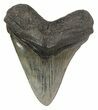 Fossil Megalodon Tooth - South Carolina #51117-1